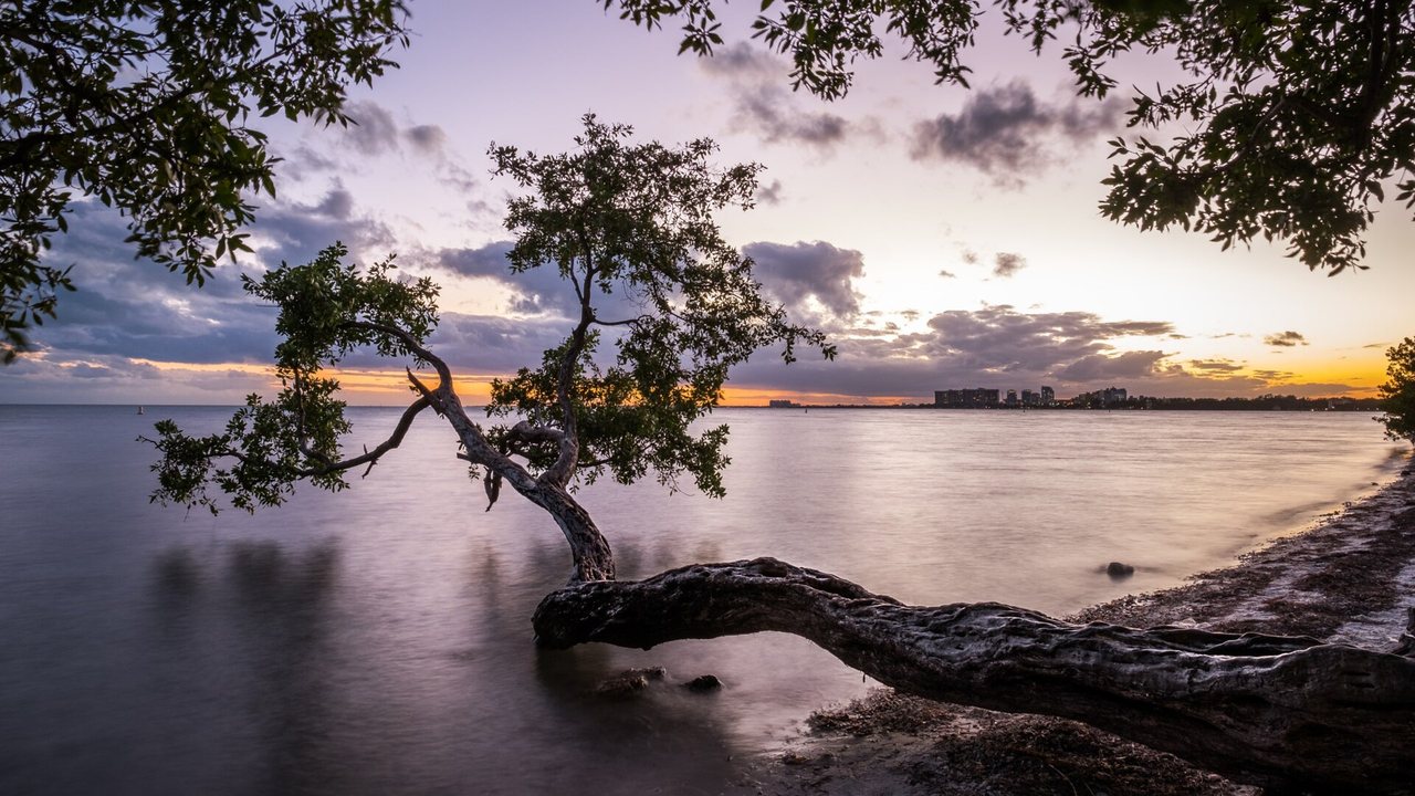 Mangrove at sunset on Key Biscayne